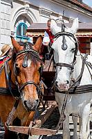 Slavnosti pětilisté růže ®, Český Krumlov, sobota 17. 6. 2023, foto: Lubor Mrázek (156/392)